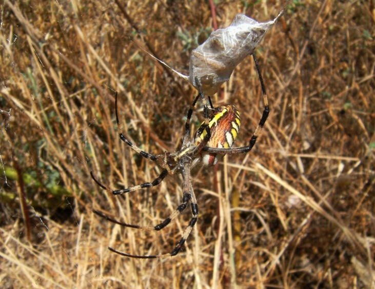 Argiope lobata e Argiope trifasciata - Cagliari